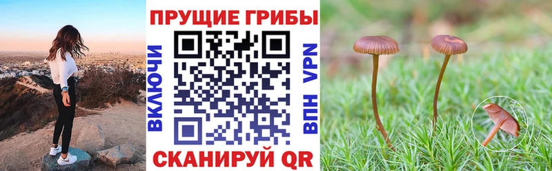 дарк нет какой сайт  Бор  Псилоцибиновые грибы мицелий 